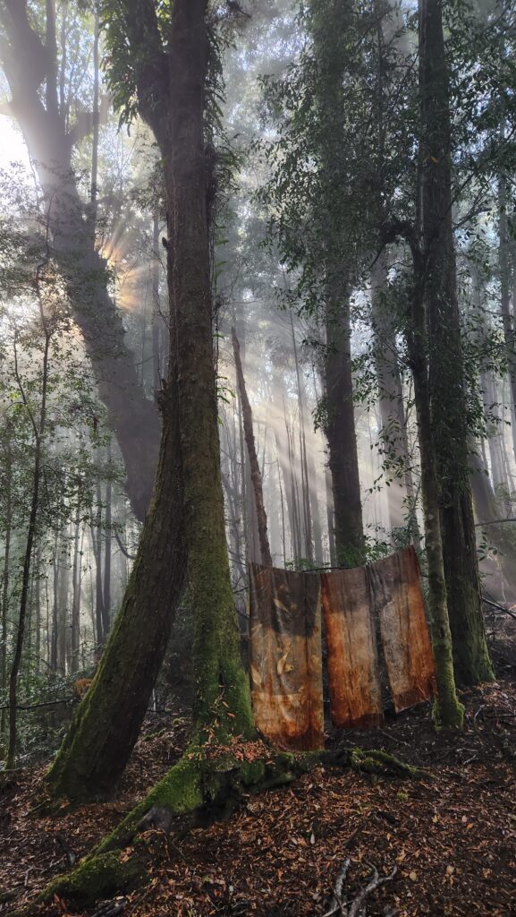 natural dyeing and printing - art in the takayna/ Tarkine with beautiful morning light 